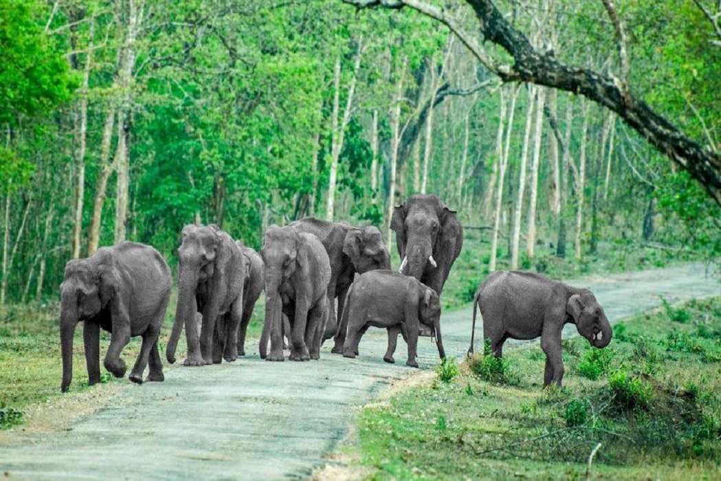 Mysore to Coorg taxi - Weekend tour packages with Innova & SUV cab rental